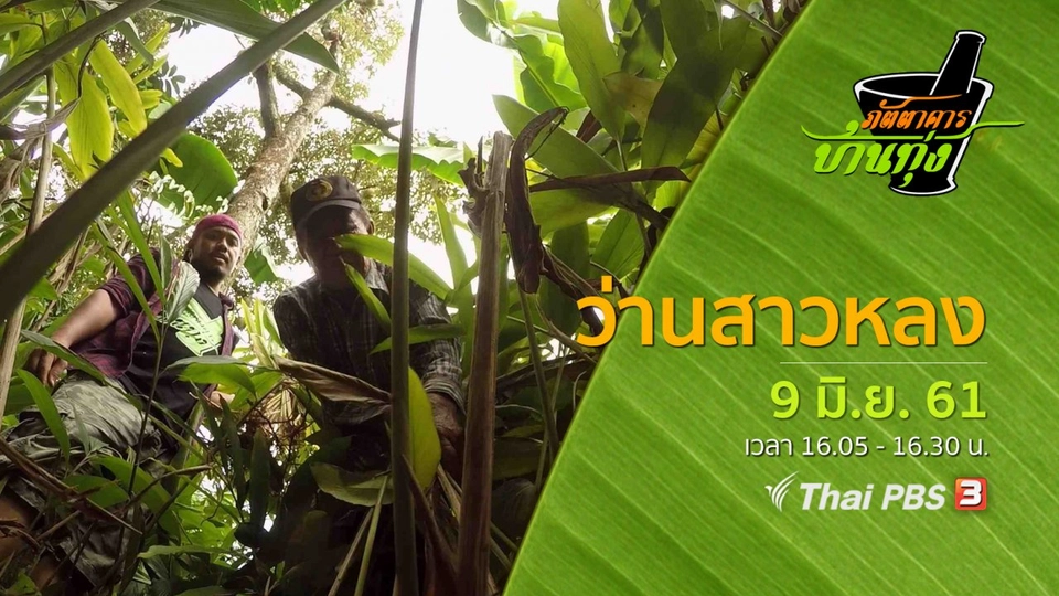 ว่านสาวหลง