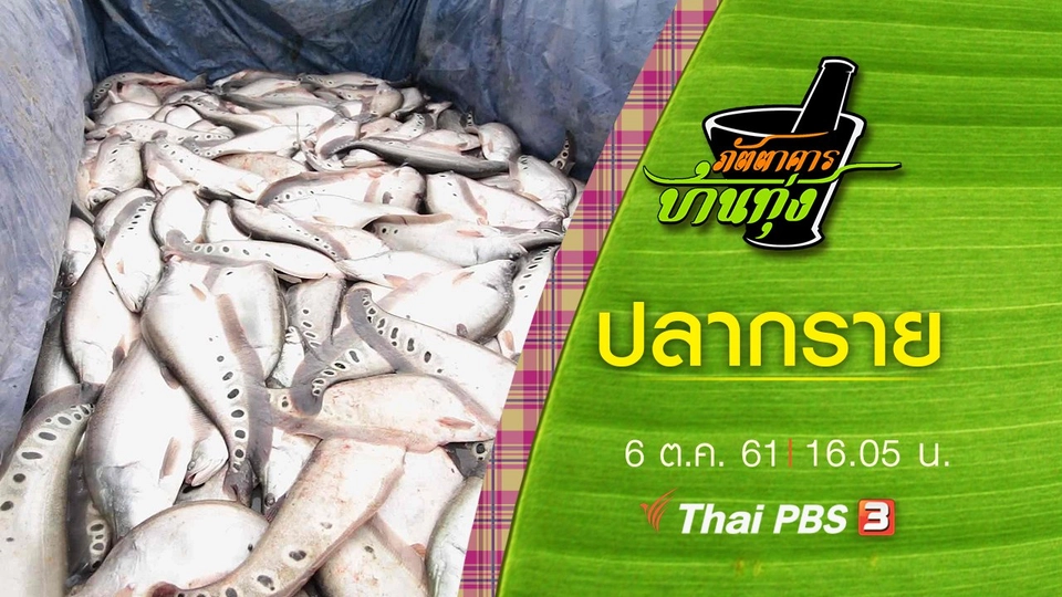 ปลากราย