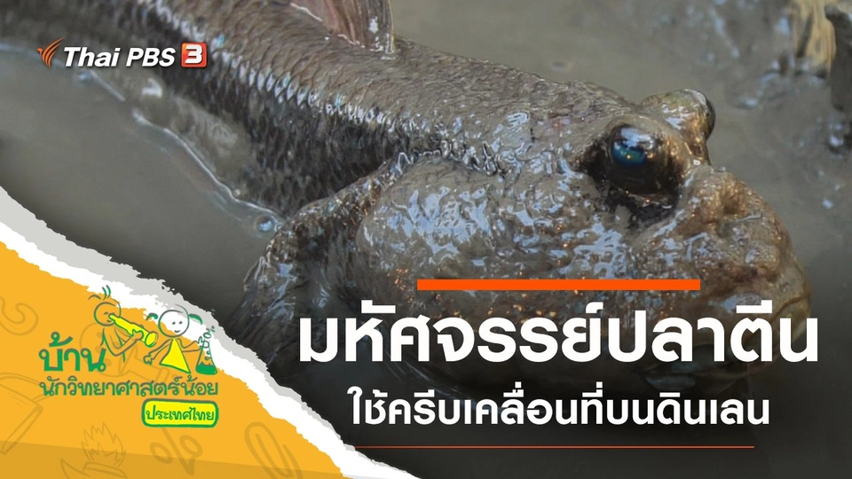 มหัศจรรย์ปลาตีน