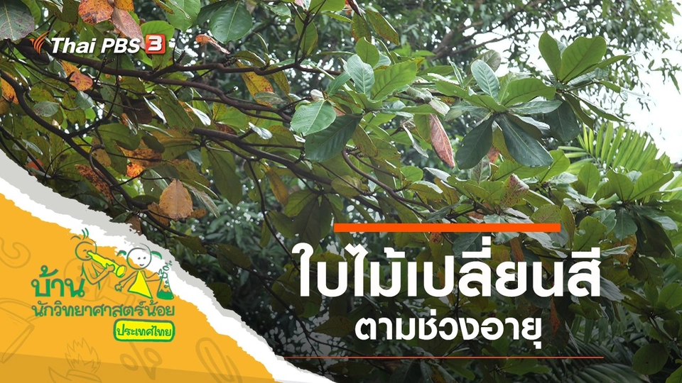 ใบไม้เปลี่ยนสี