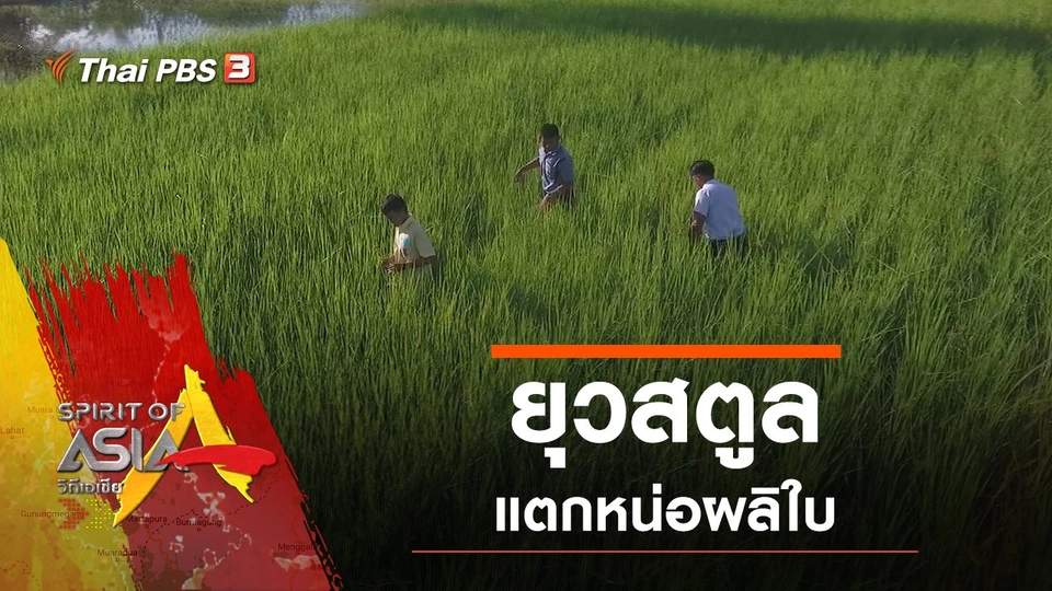 ยุวสตูล แตกหน่อผลิใบ