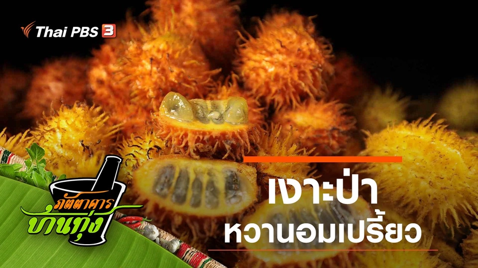 เงาะป่า