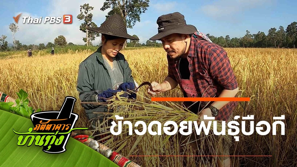 ข้าวดอยพันธุ์บือกี