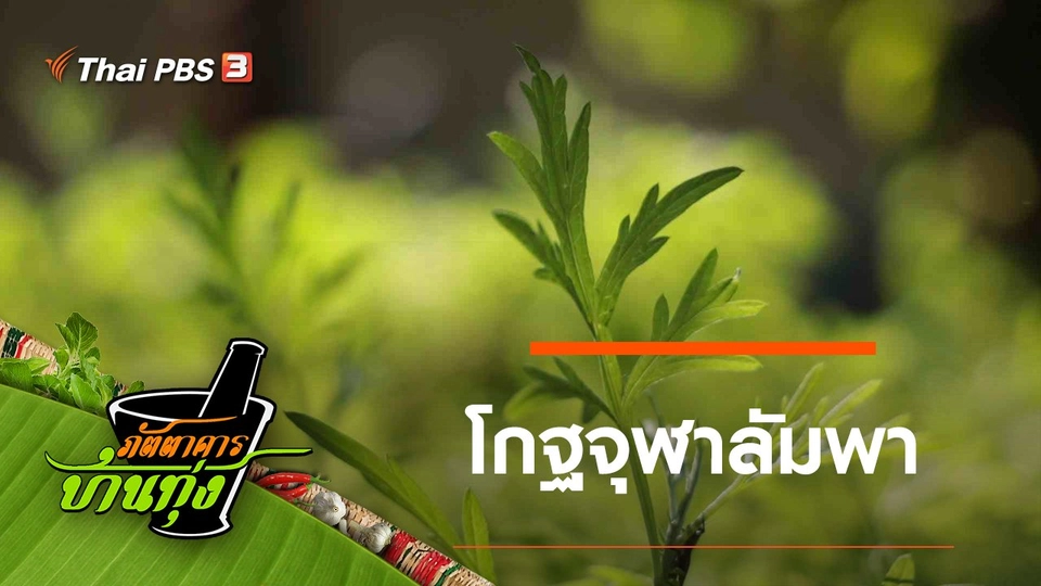 โกฐจุฬาลัมพา