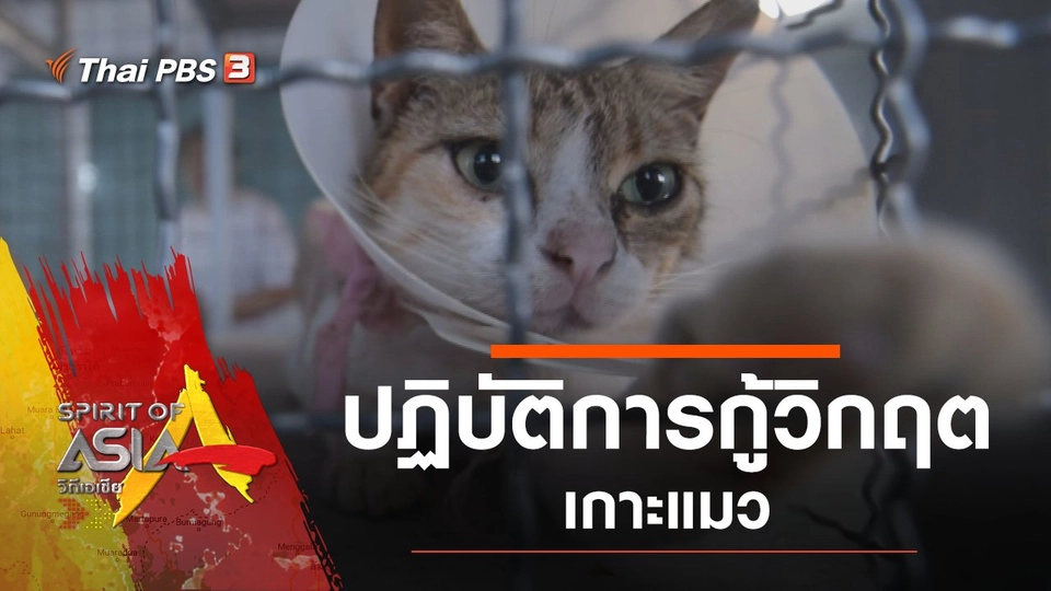 ปฏิบัติการกู้วิกฤตเกาะแมว