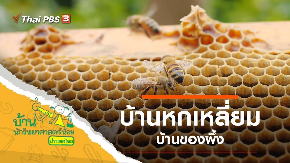 บ้านหกเหลี่ยมของผึ้ง