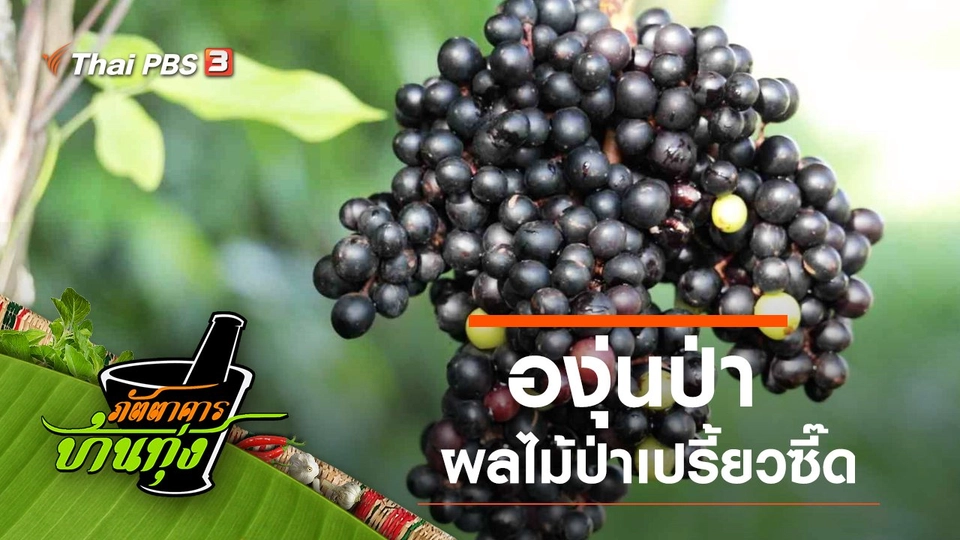 องุ่นป่า