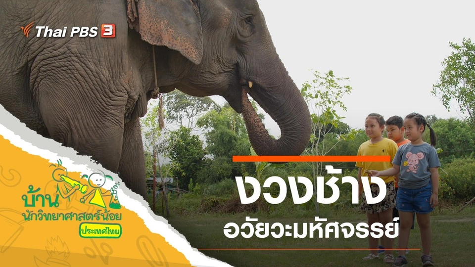 มหัศจรรย์งวงช้าง