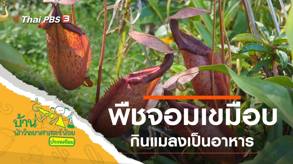 พืชจอมเขมือบ