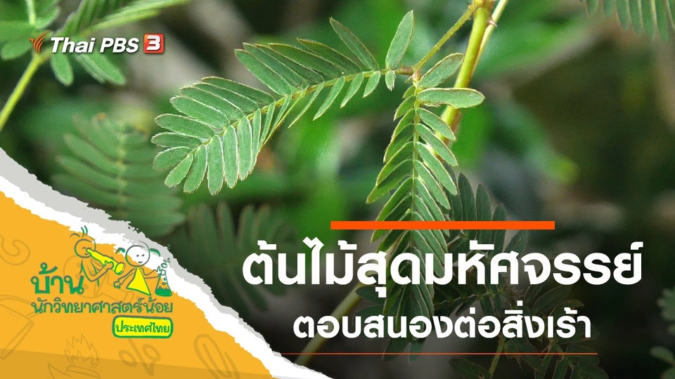 ต้นไม้สุดมหัศจรรย์