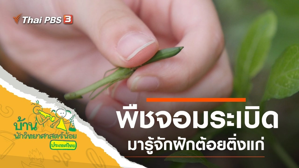 พืชจอมระเบิด