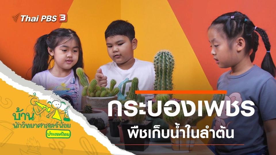 กระบองเพชร