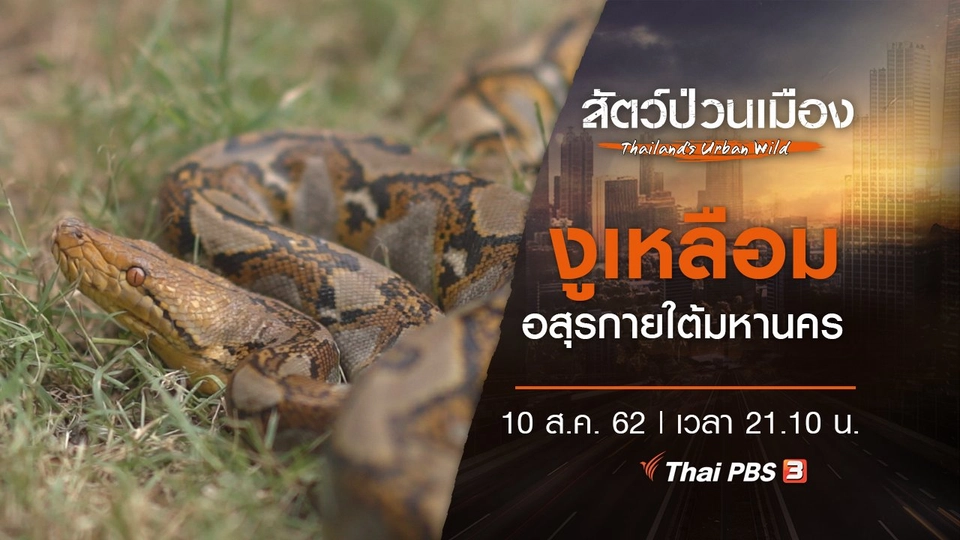 งูเหลือม อสุรกายใต้มหานคร