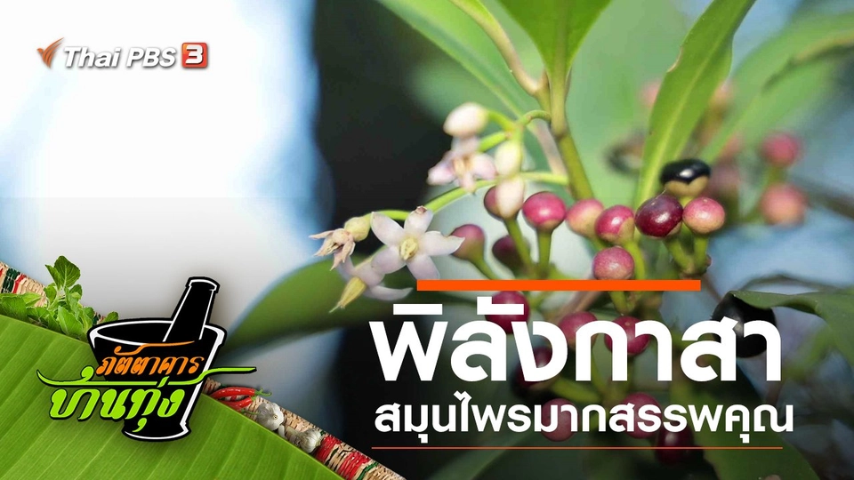 พิลังกาสา