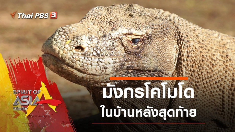 มังกรโคโมโดในบ้านหลังสุดท้าย