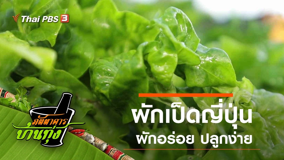 ผักเป็ดญี่ปุ่น