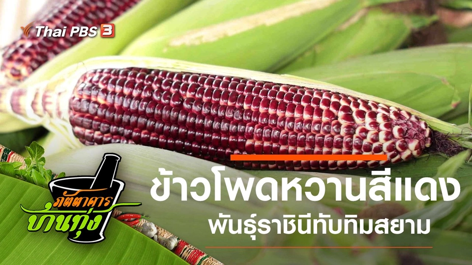 ข้าวโพดหวานสีแดง พันธุ์ราชินีทับทิมสยาม