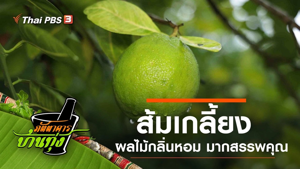 ส้มเกลี้ยง