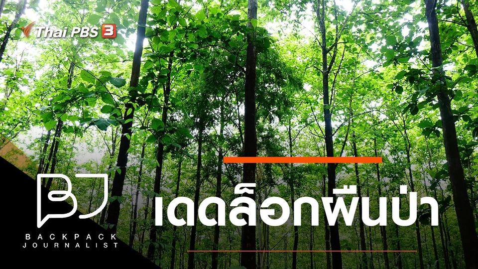 เดดล็อกผืนป่า