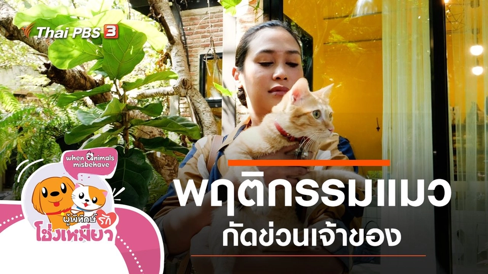 พฤติกรรมแมวกัดข่วนเจ้าของ