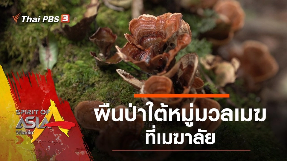 ผืนป่าใต้หมู่มวลเมฆที่เมฆาลัย