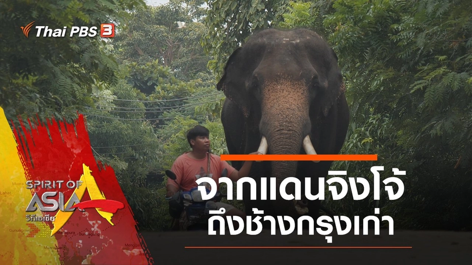 จากแดนจิงโจ้ถึงช้างกรุงเก่า