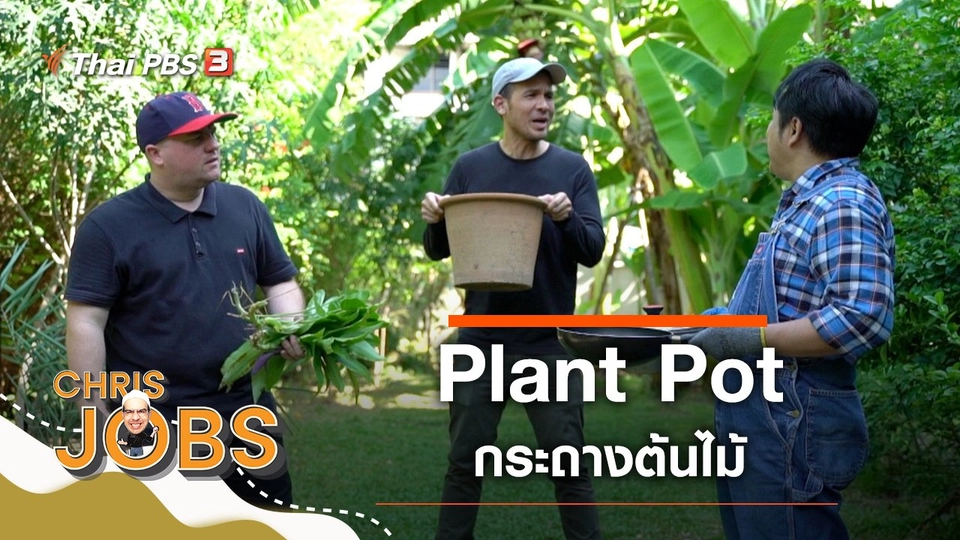 Plant Pot