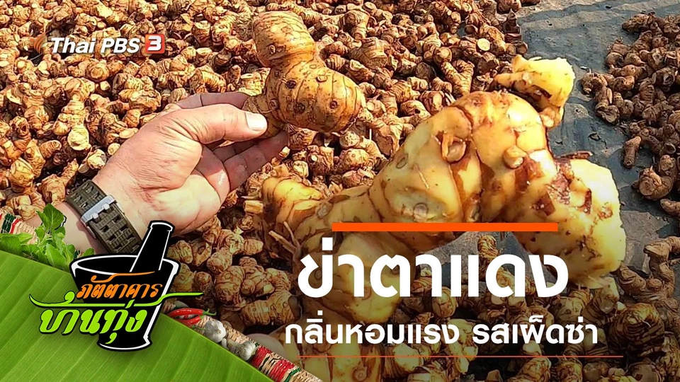 ข่าตาแดง