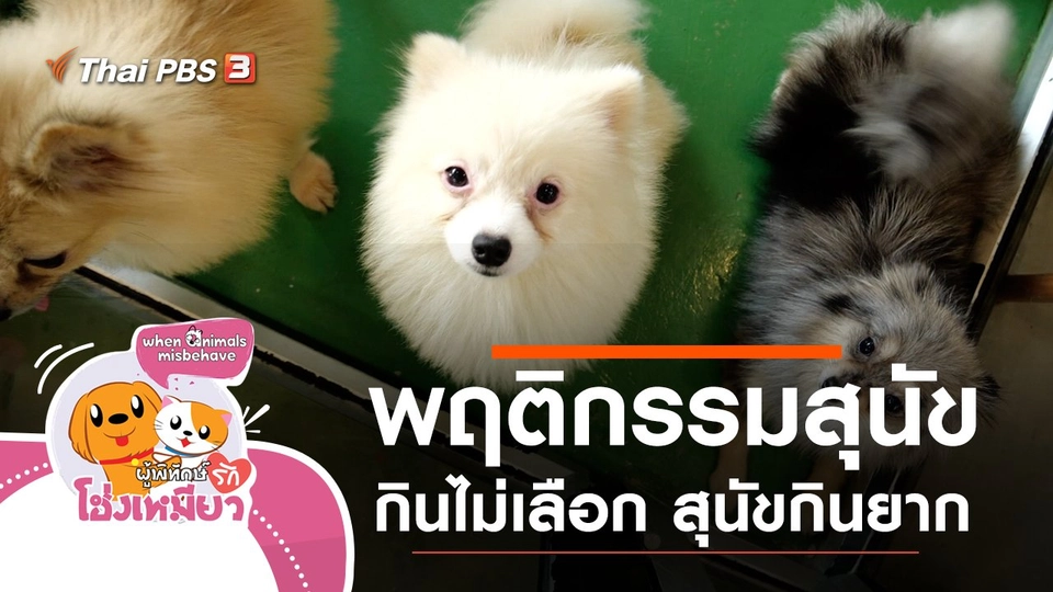 พฤติกรรมสุนัขกินไม่เลือก สุนัขกินยาก