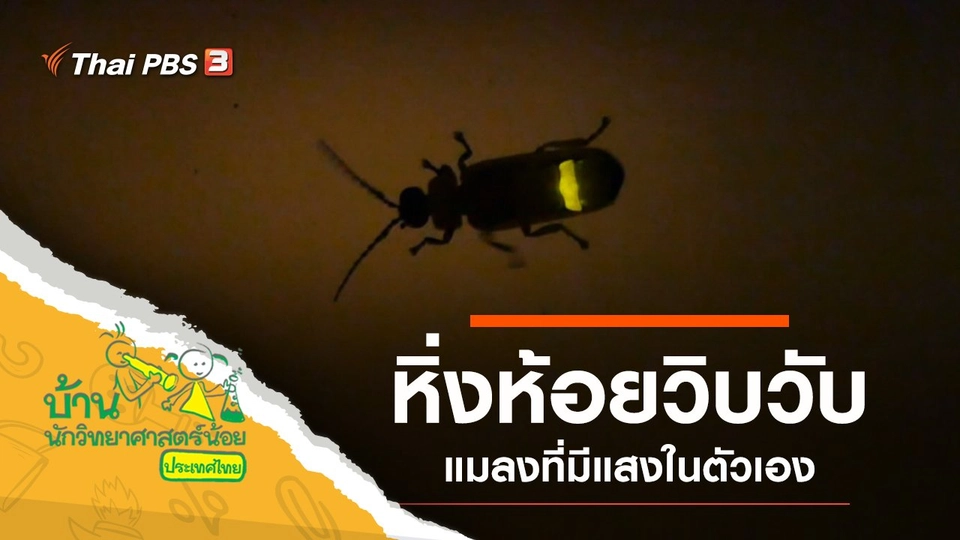 หิ่งห้อยวิบวับ