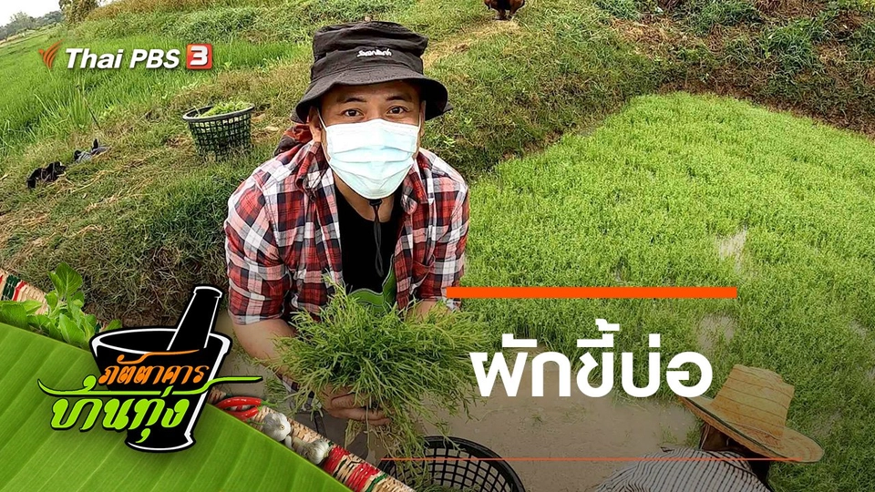 ผักขี้บ่อ