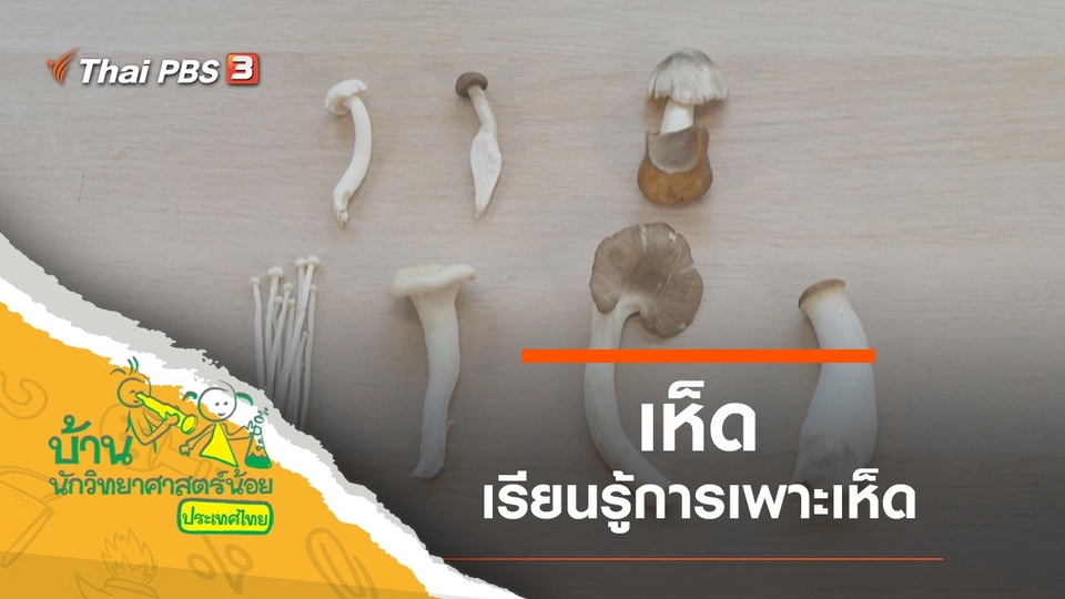 เรื่องเห็ด เห็ด