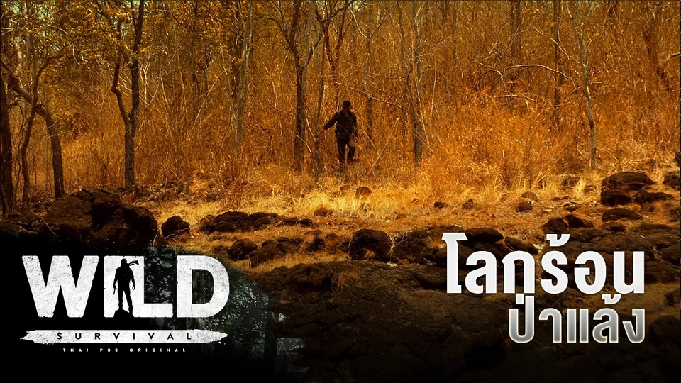 โลกร้อน ป่าแล้ง