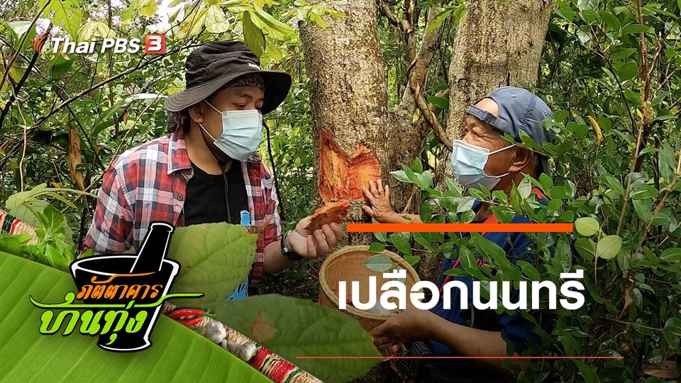 เปลือกนนทรี