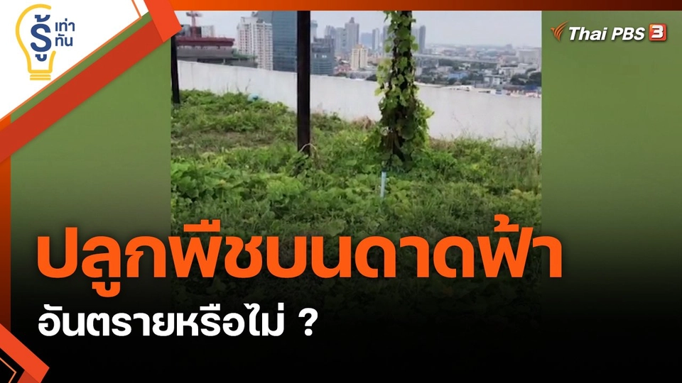 ปลูกพืชบนดาดฟ้า อันตรายหรือไม่ ?