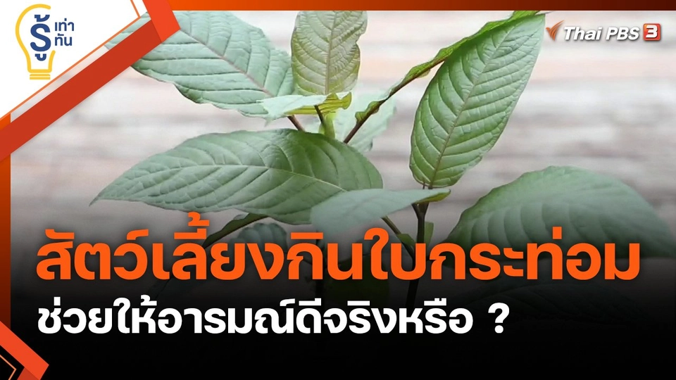 สัตว์เลี้ยงกินใบกระท่อม ช่วยให้อารมณ์ดีจริงหรือ ?