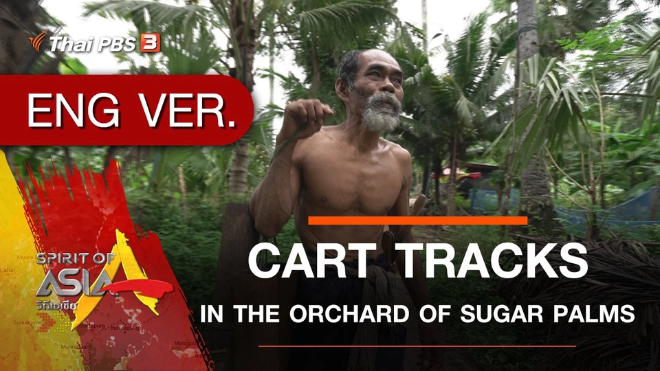 CART TRACKS IN THE ORCHARD OF SUGAR PALMS