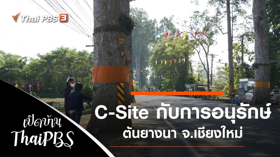 C-Site กับการอนุรักษ์ต้นยางนา จ.เชียงใหม่