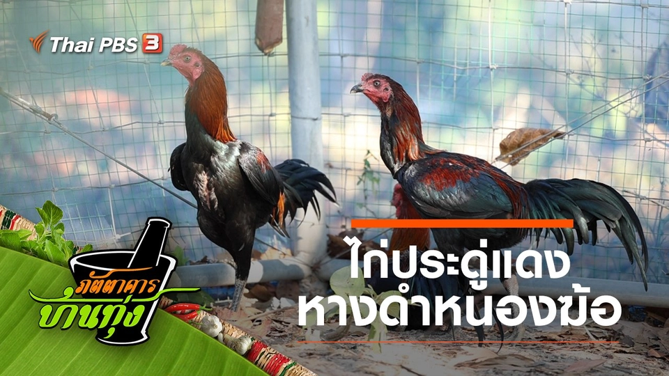 ไก่ประดู่แดงหางดำหนองฆ้อ