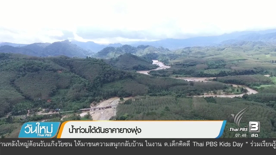 น้ำท่วมใต้ดันราคายางพุ่ง