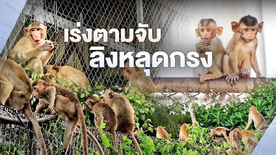 เร่งตามจับลิงหลุดกรง | ไม่ตกข่าว | 18 พ.ย. 67