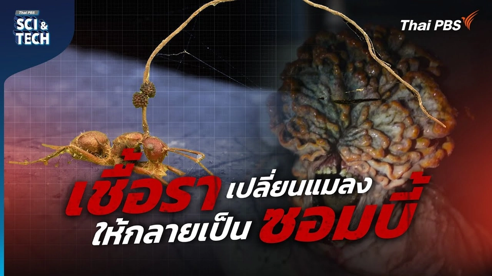 “เชื้อรา” เปลี่ยนแมลงให้กลายเป็น “ซอมบี้”