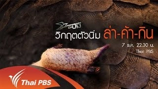 วิกฤตตัวนิ่ม ล่า-ค้า-กิน