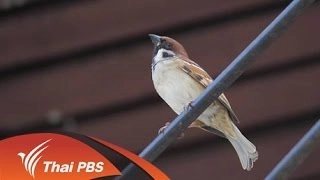 นกกระจอกที่ไม่จอก