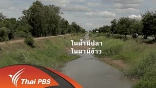 ในน้ำมีปลา ในนามีข้าว