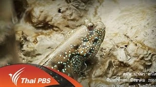 ป.ปลา ตาโต