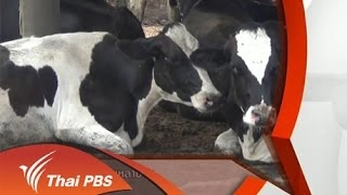 ปัญหาโคนมตายหลายจังหวัด