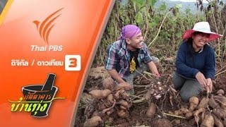 บัวหิมะ