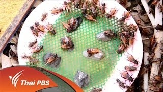 ประเด็นข่าว (16 พ.ค. 59)