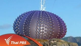 หอยพลุแตกขึ้นฝั่ง